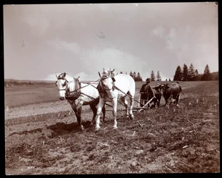Ploegen op het landgoed van Alton Brooks Parker, Esopus Creek, New York, 1904